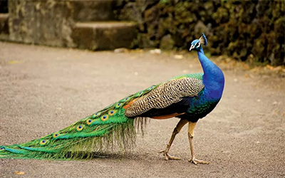 Peacock