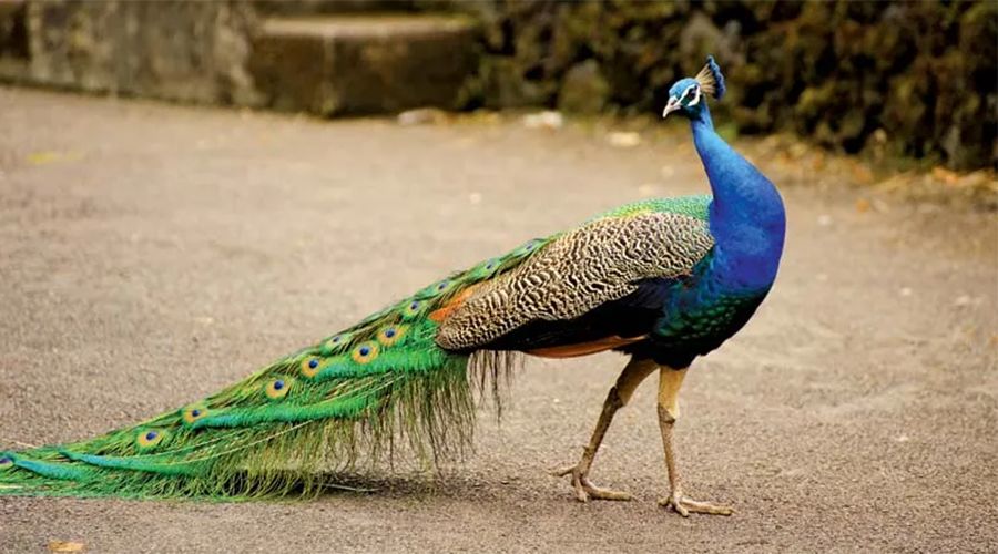 Peacock