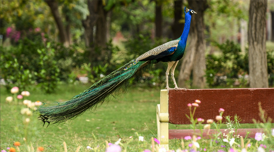 Peacock