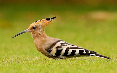 Hoopoe